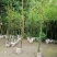 基地直销佛肚竹罗汉竹批发5-8公分