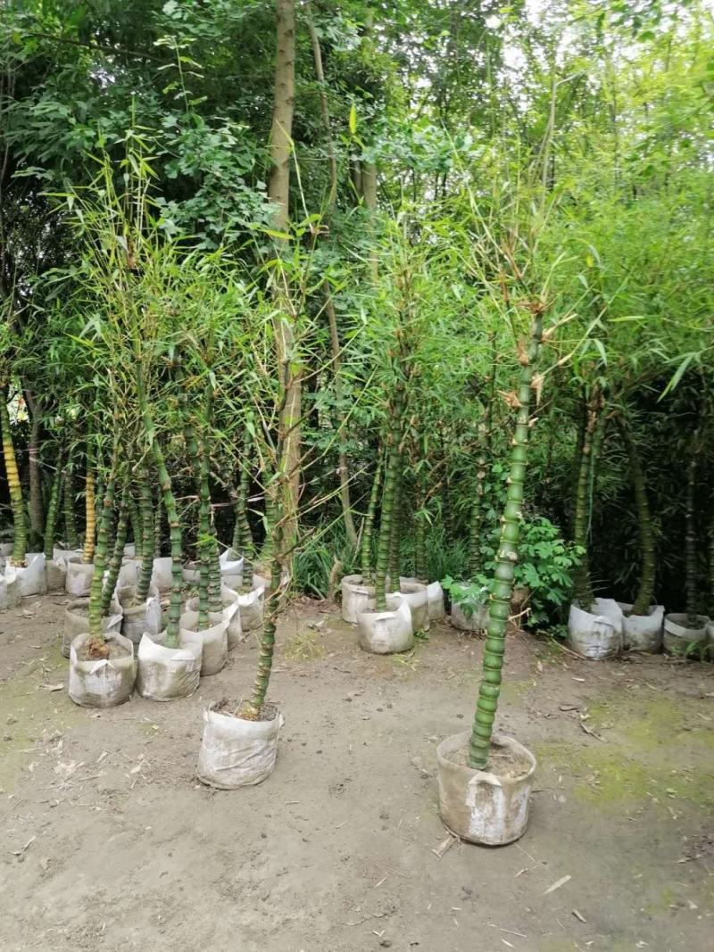 基地直销佛肚竹罗汉竹批发5-8公分