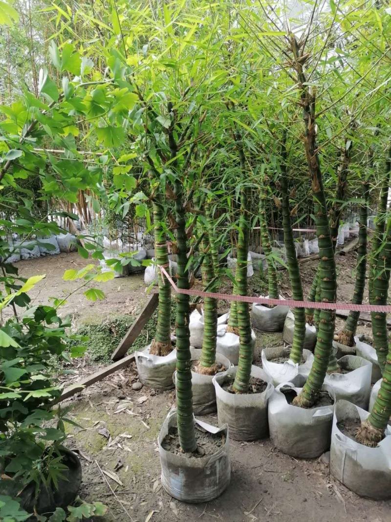 基地直销佛肚竹罗汉竹批发5-8公分