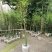 基地直销佛肚竹罗汉竹批发5-8公分