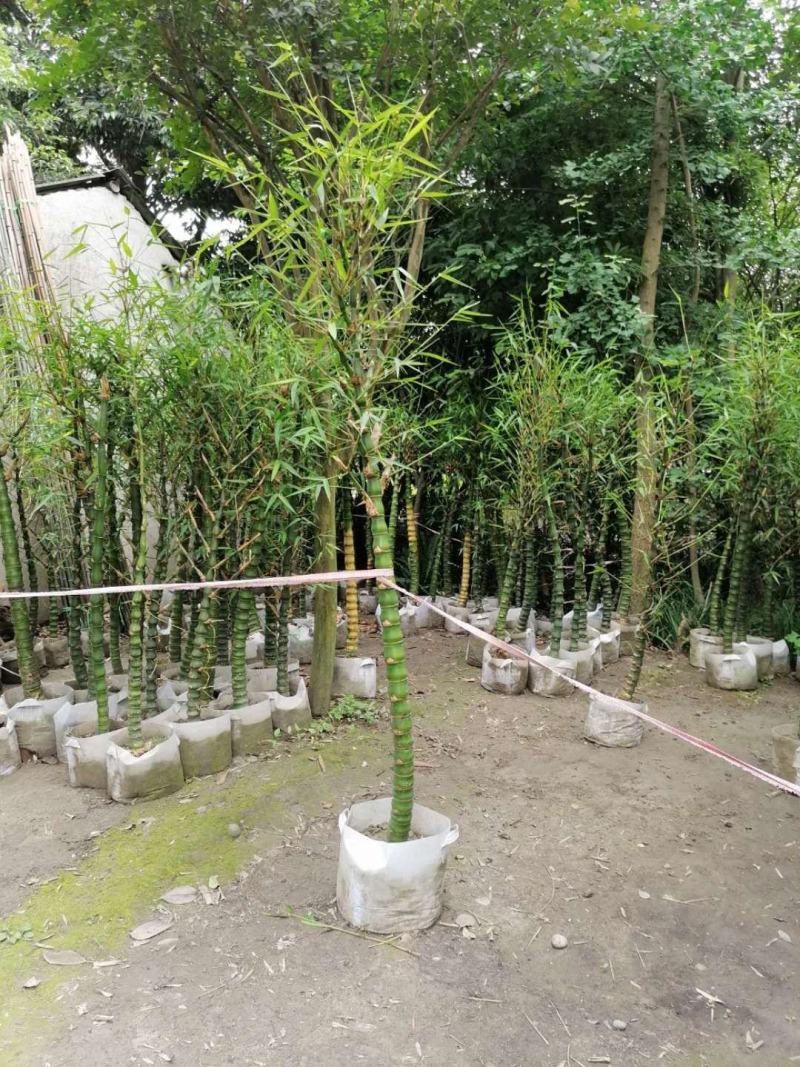基地直销佛肚竹罗汉竹批发5-8公分