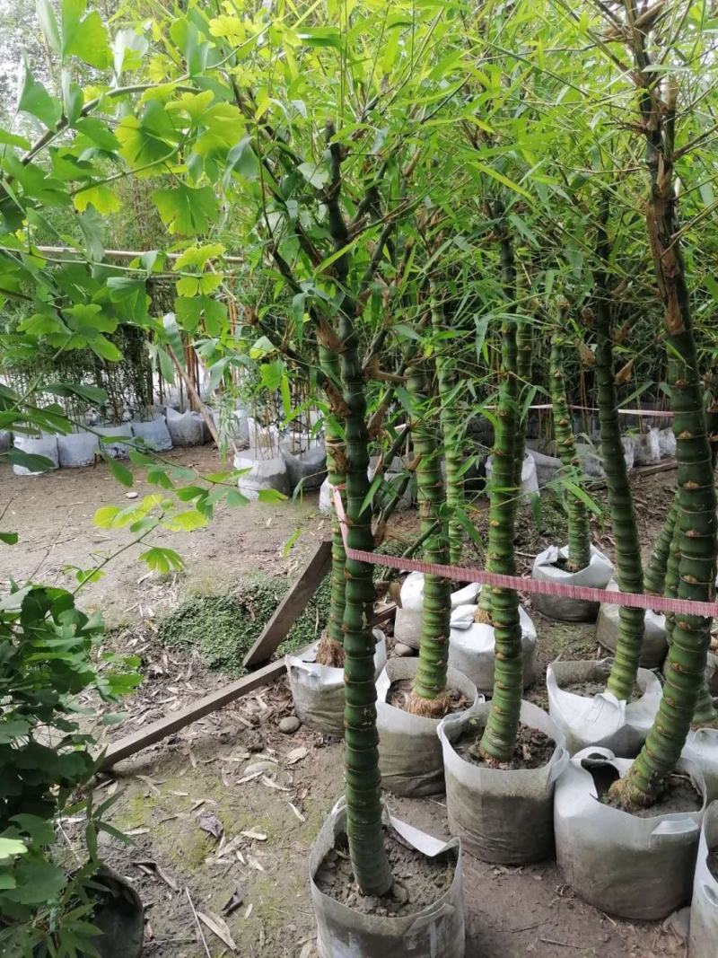 基地直销佛肚竹罗汉竹批发5-8公分