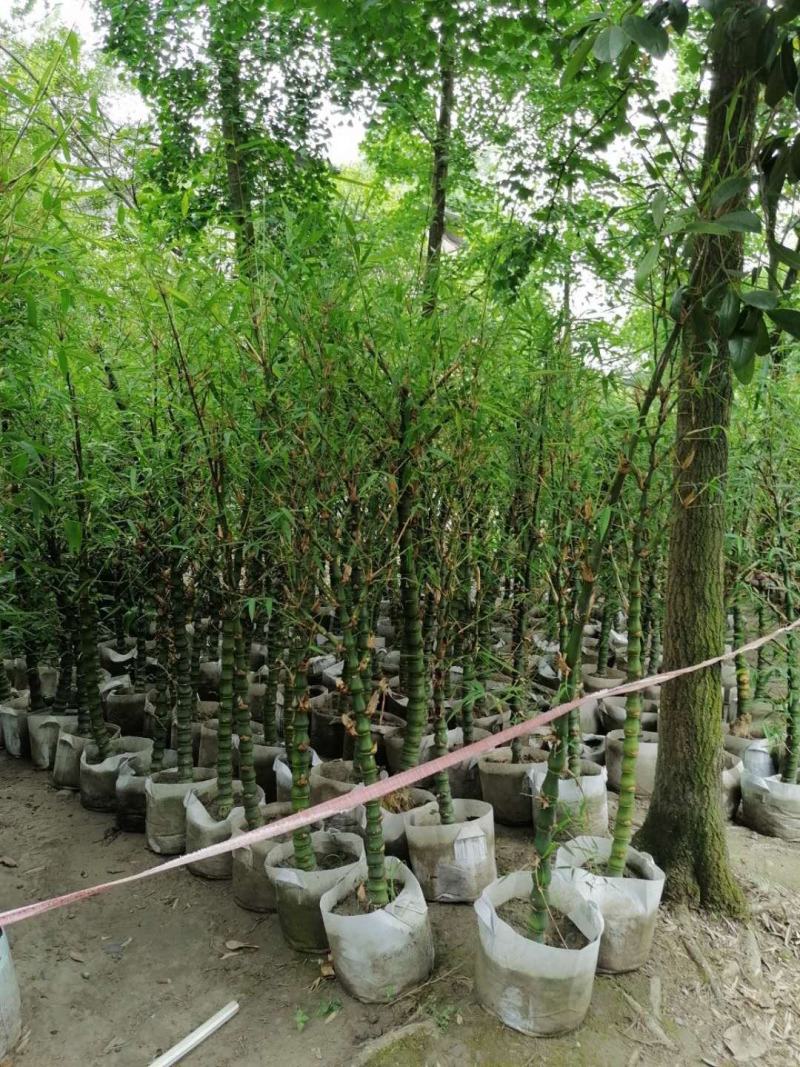 基地直销佛肚竹罗汉竹批发5-8公分