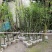 基地直销佛肚竹罗汉竹批发5-8公分