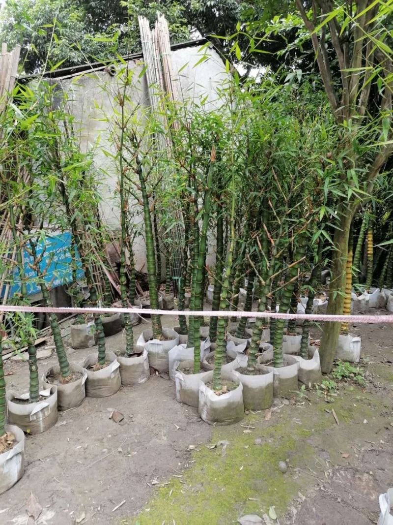 基地直销佛肚竹罗汉竹批发5-8公分