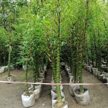 基地直销佛肚竹罗汉竹批发5-8公分