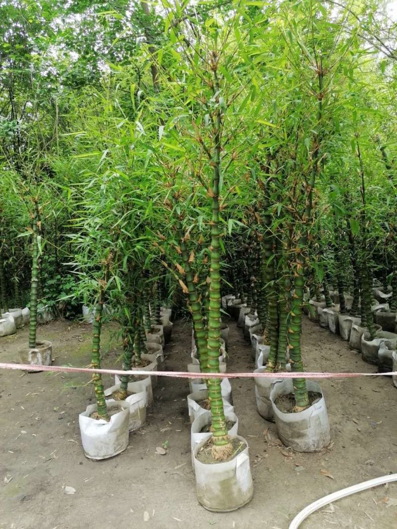 基地直销佛肚竹罗汉竹批发5-8公分