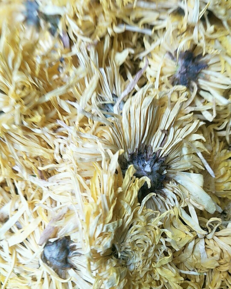 金丝皇菊，常年批发供应药食同源金丝菊花