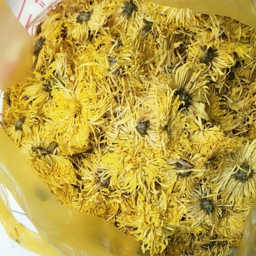 金丝皇菊，常年批发供应药食同源金丝菊花