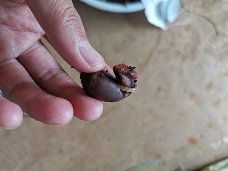 云南蜗牛