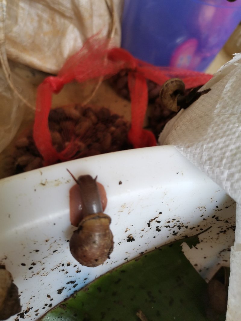 云南蜗牛