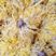 金丝皇菊，常年批发供应各种规格药食同源金丝菊花