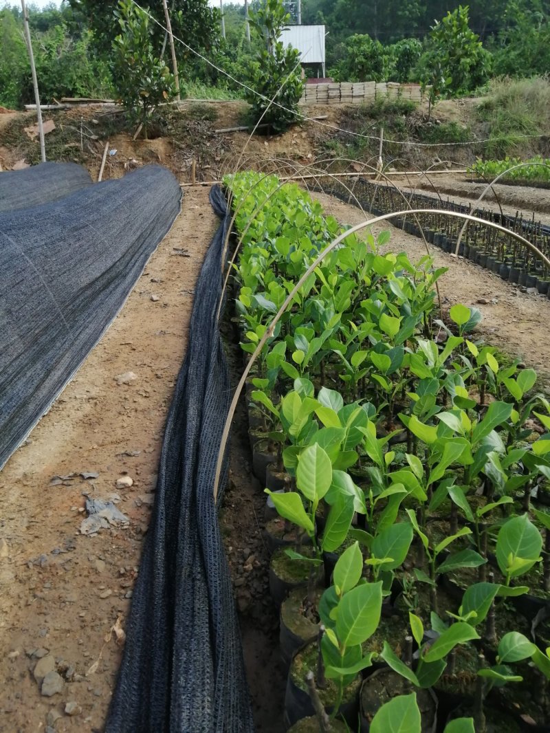 红肉五号菠萝蜜苗长期有货供应，量大优惠多多