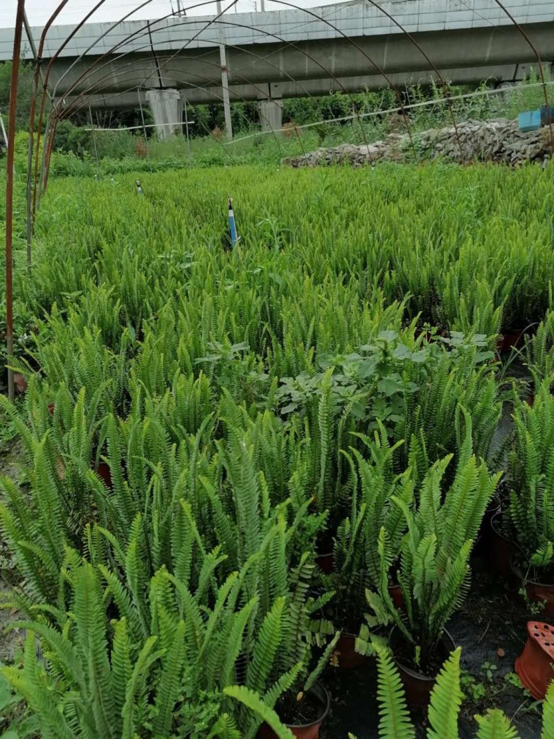 肾蕨基地，12.14.16杯苗。