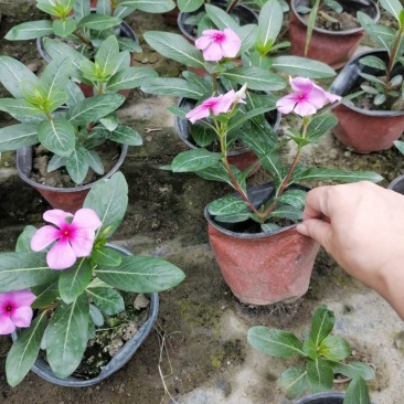 出售长春花，双色杯，粉色长春花，四川货源