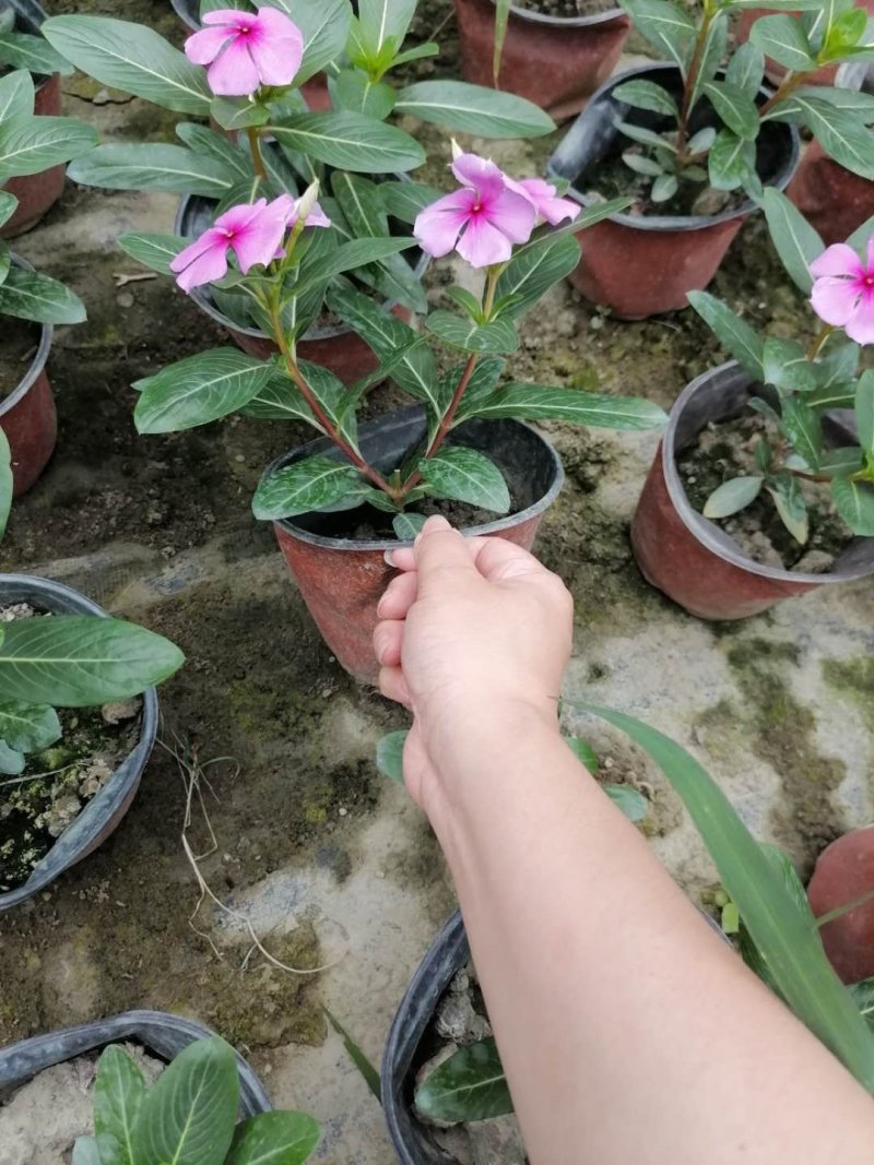 出售长春花，双色杯，粉色长春花，四川货源