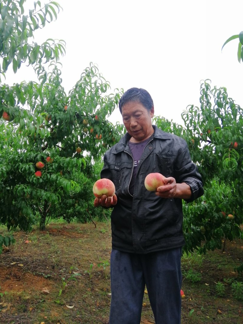 毛桃