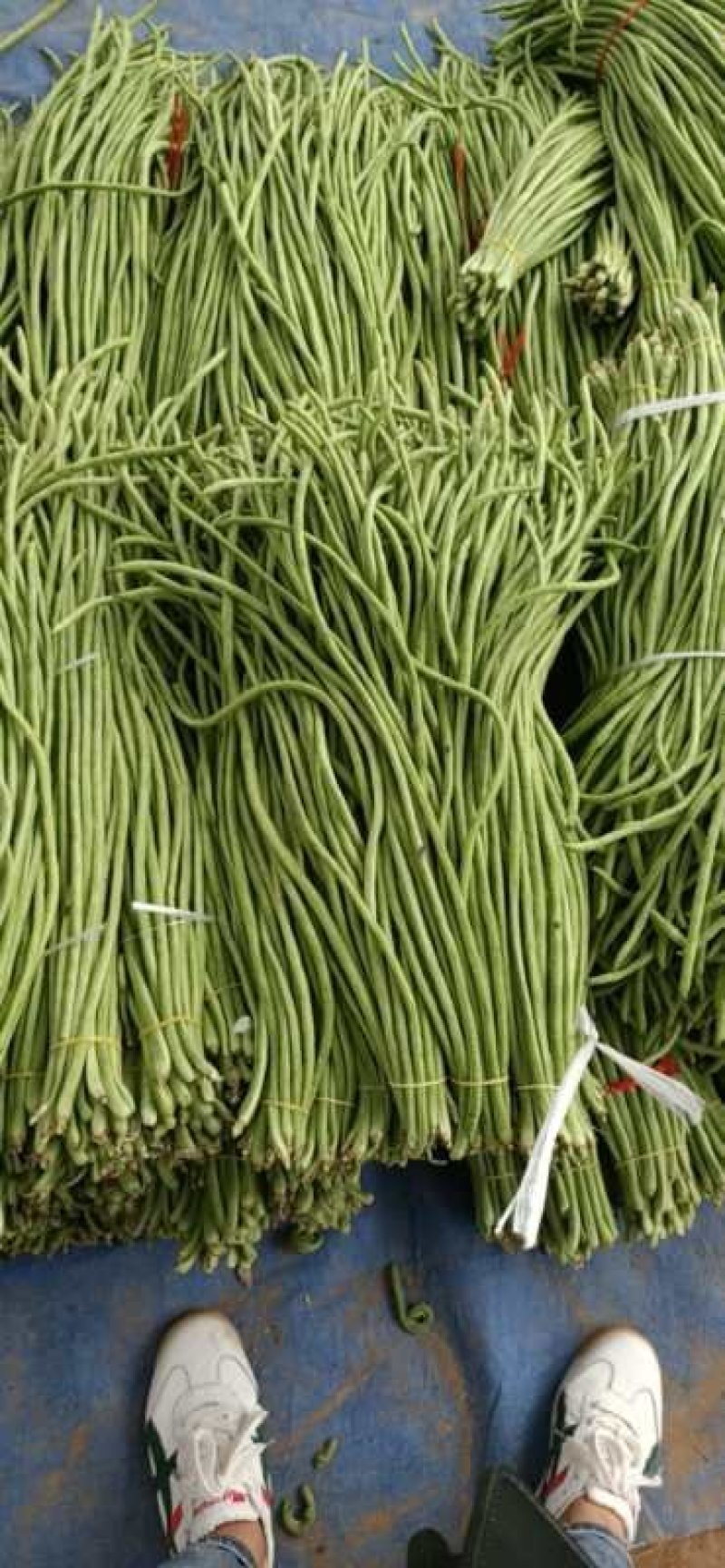 精品豆角！田间地头收货！一手货源实力代办！代发全国各地！