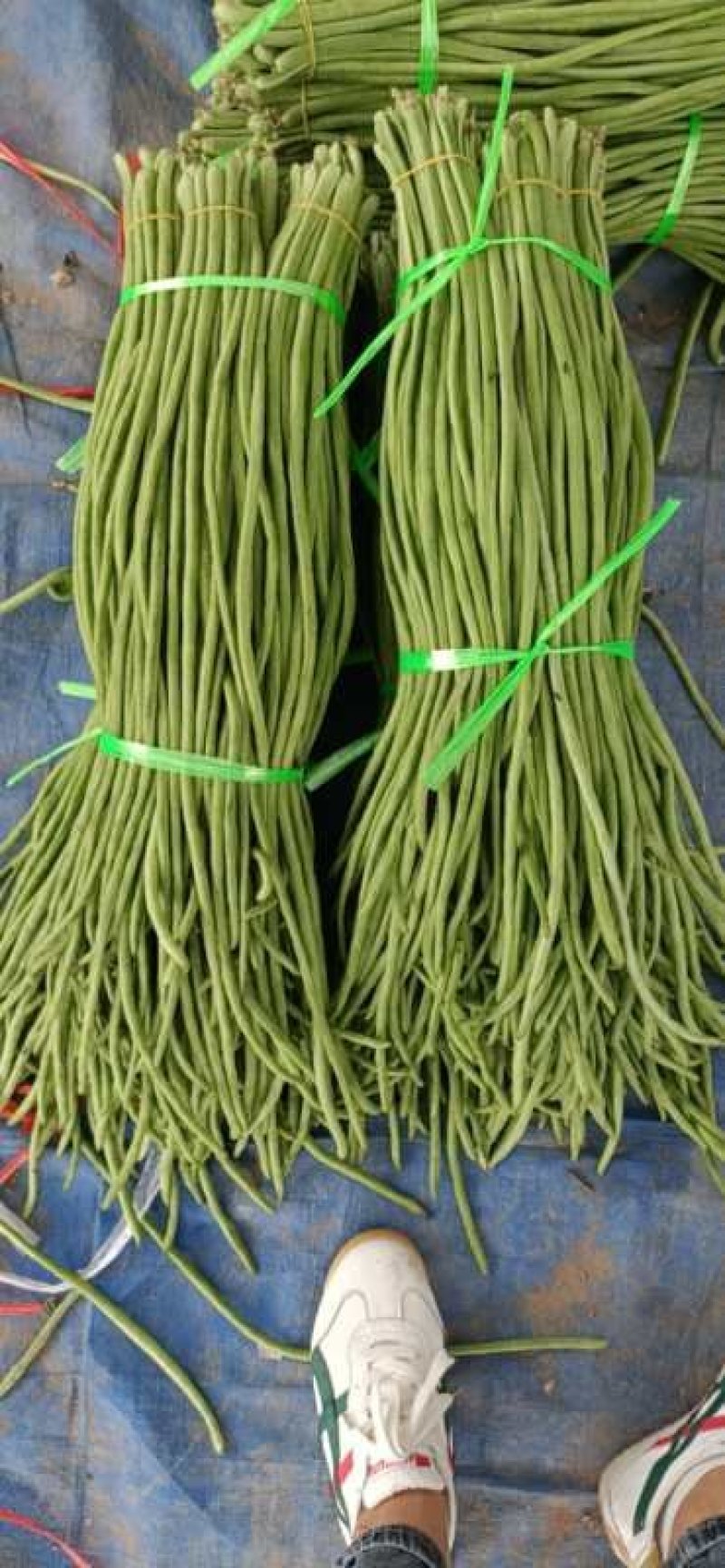 精品豆角！田间地头收货！一手货源实力代办！代发全国各地！