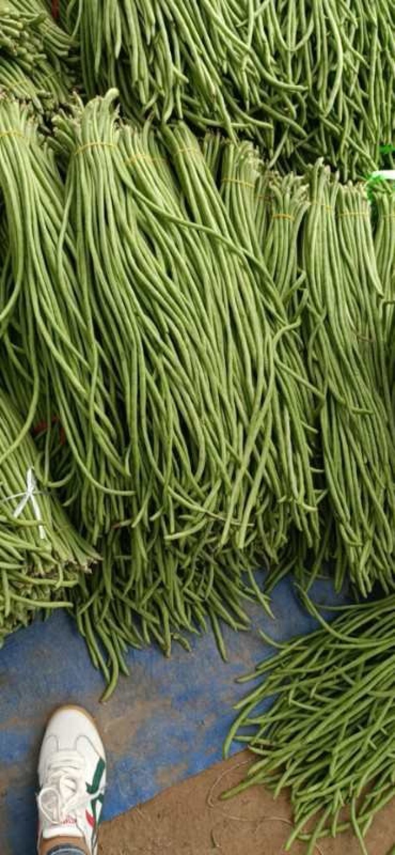 精品豆角！田间地头收货！一手货源实力代办！代发全国各地！