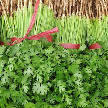 山东香菜大棚货质量好价格好