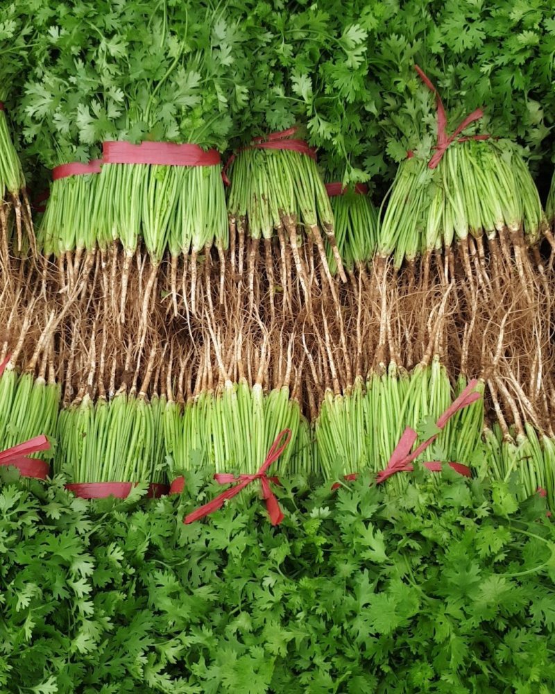 山东香菜大棚货质量好价格好