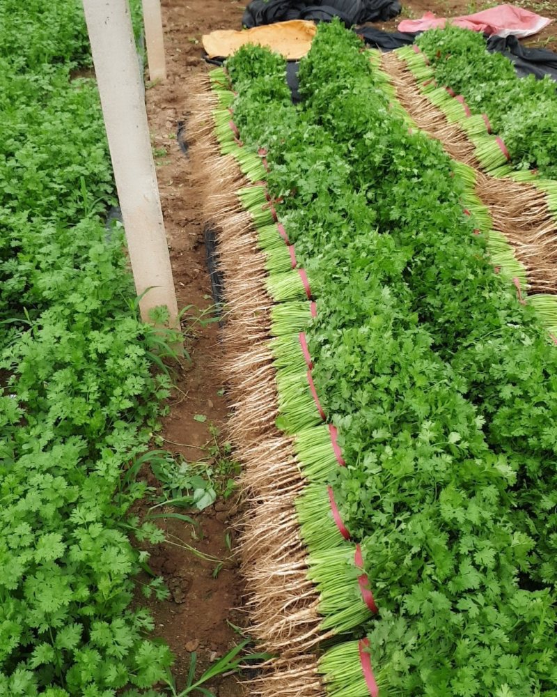 山东香菜大棚货质量好价格好