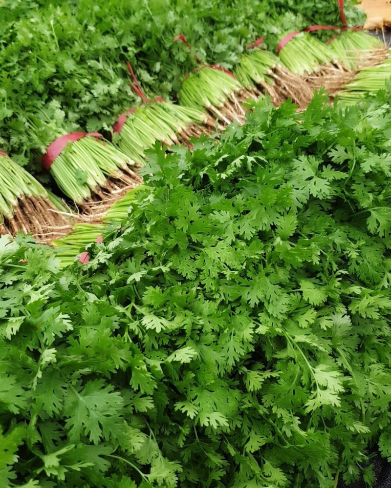 山东香菜大棚货质量好价格好