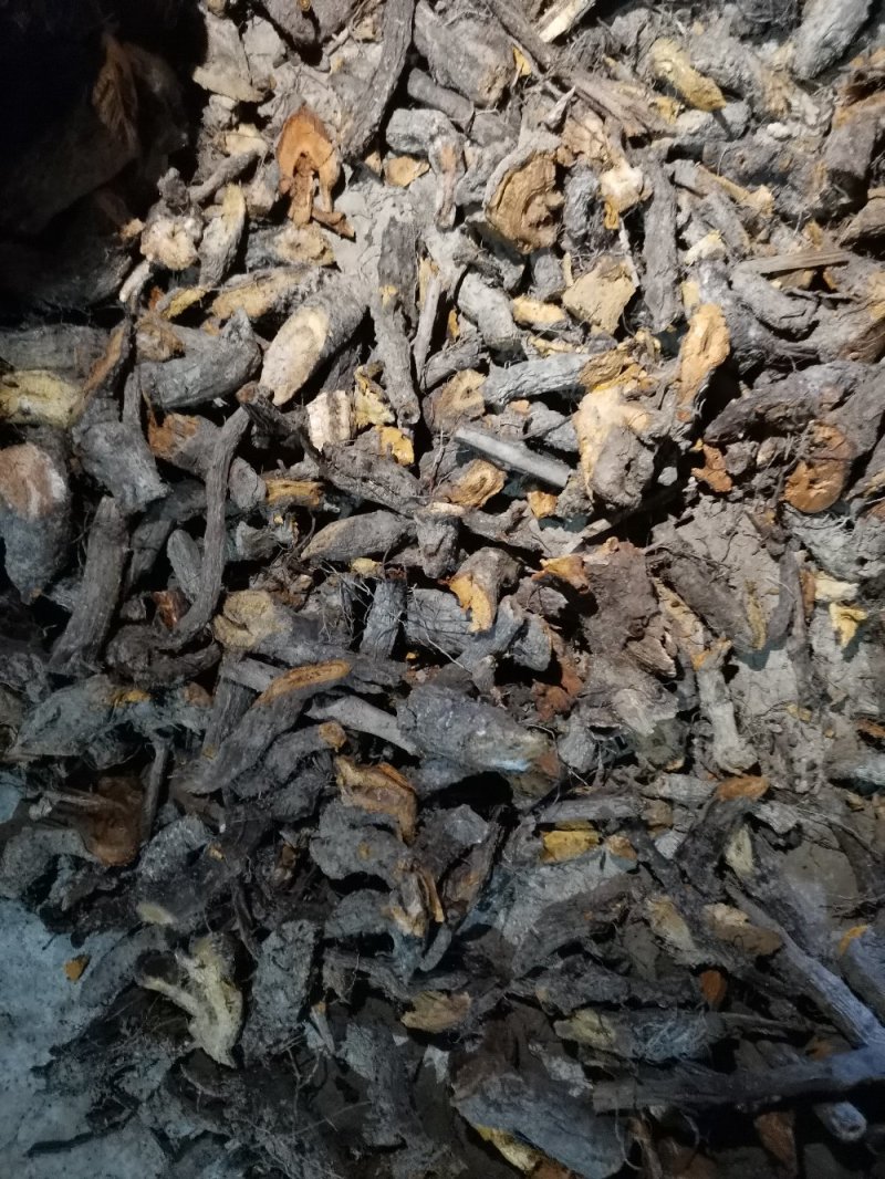野生虎杖干货条段低价出售
