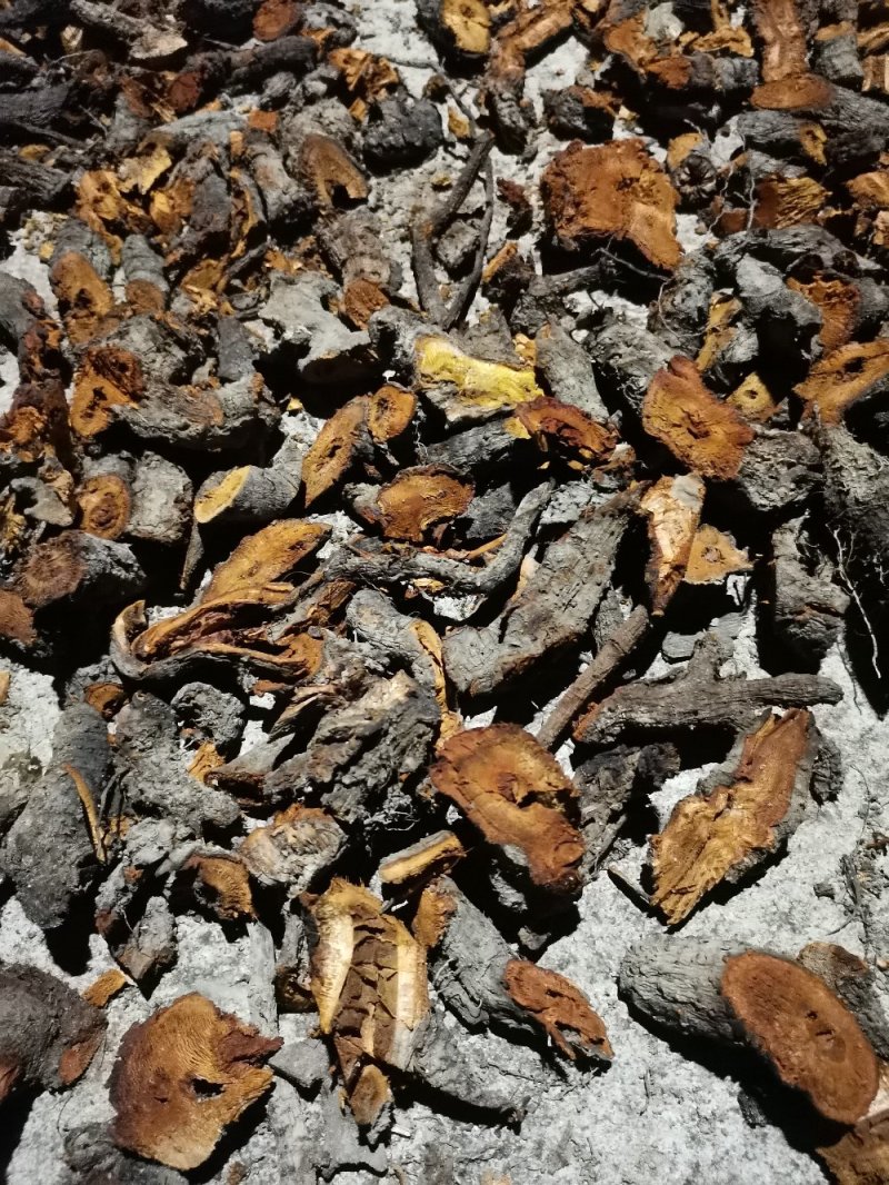 野生虎杖干货条段低价出售