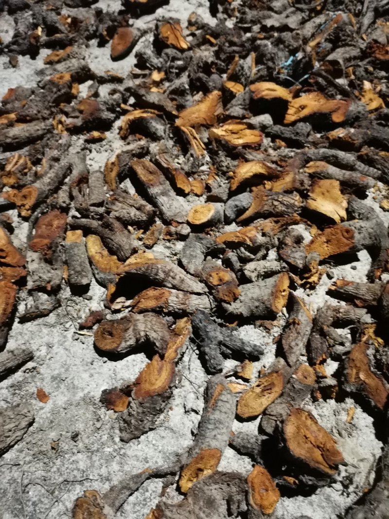 野生虎杖干货条段低价出售