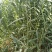 【基地直销】芦竹苗进口芦竹种苗量大从优