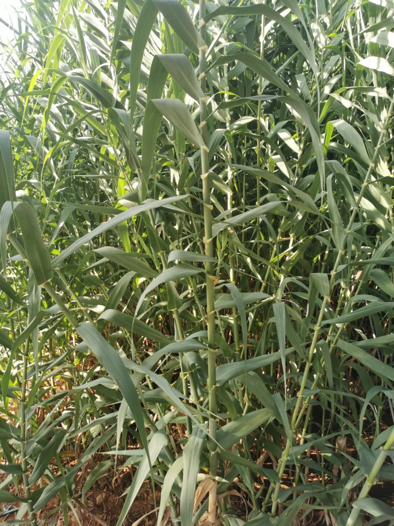 【基地直销】芦竹苗进口芦竹种苗量大从优