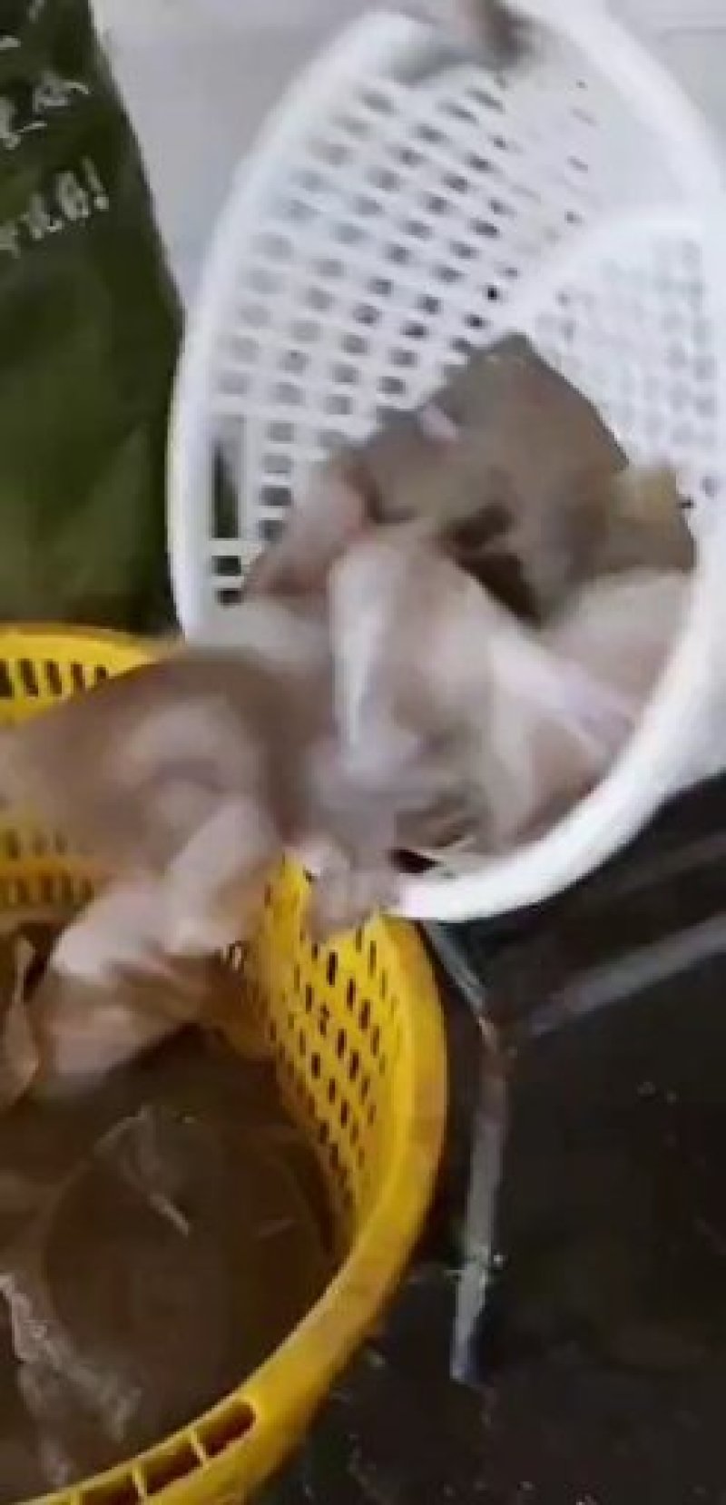 多宝鱼