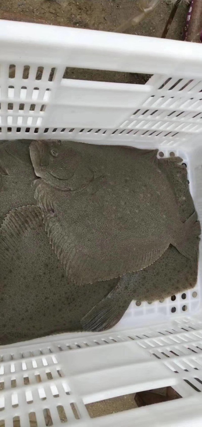 多宝鱼