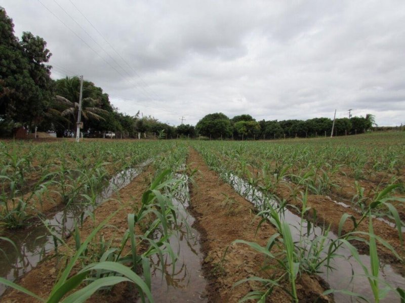 【基地直销】芦竹苗进口芦竹种苗量大从优