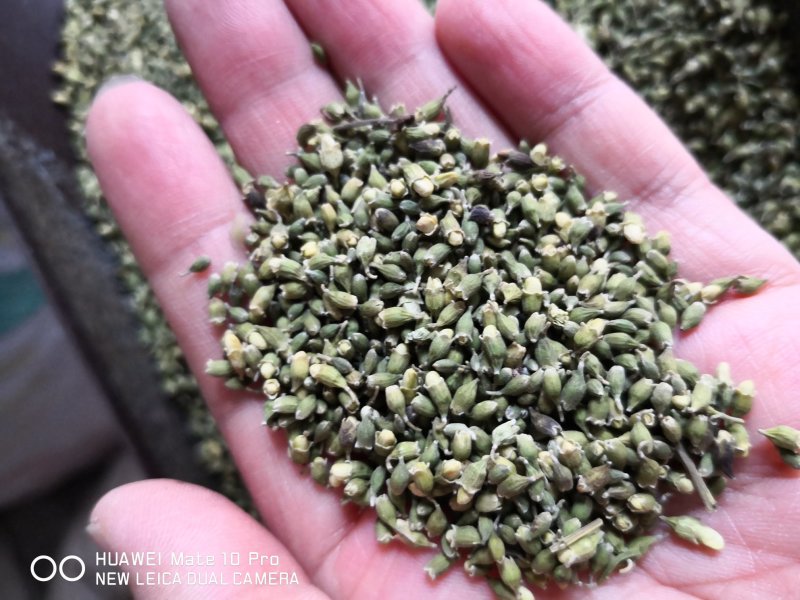 槐米净货颜色好2斤起包邮量大从优经营各种中药材