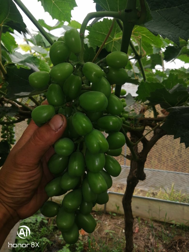 阳光玫瑰8月10上市，欢迎果商来电咨询