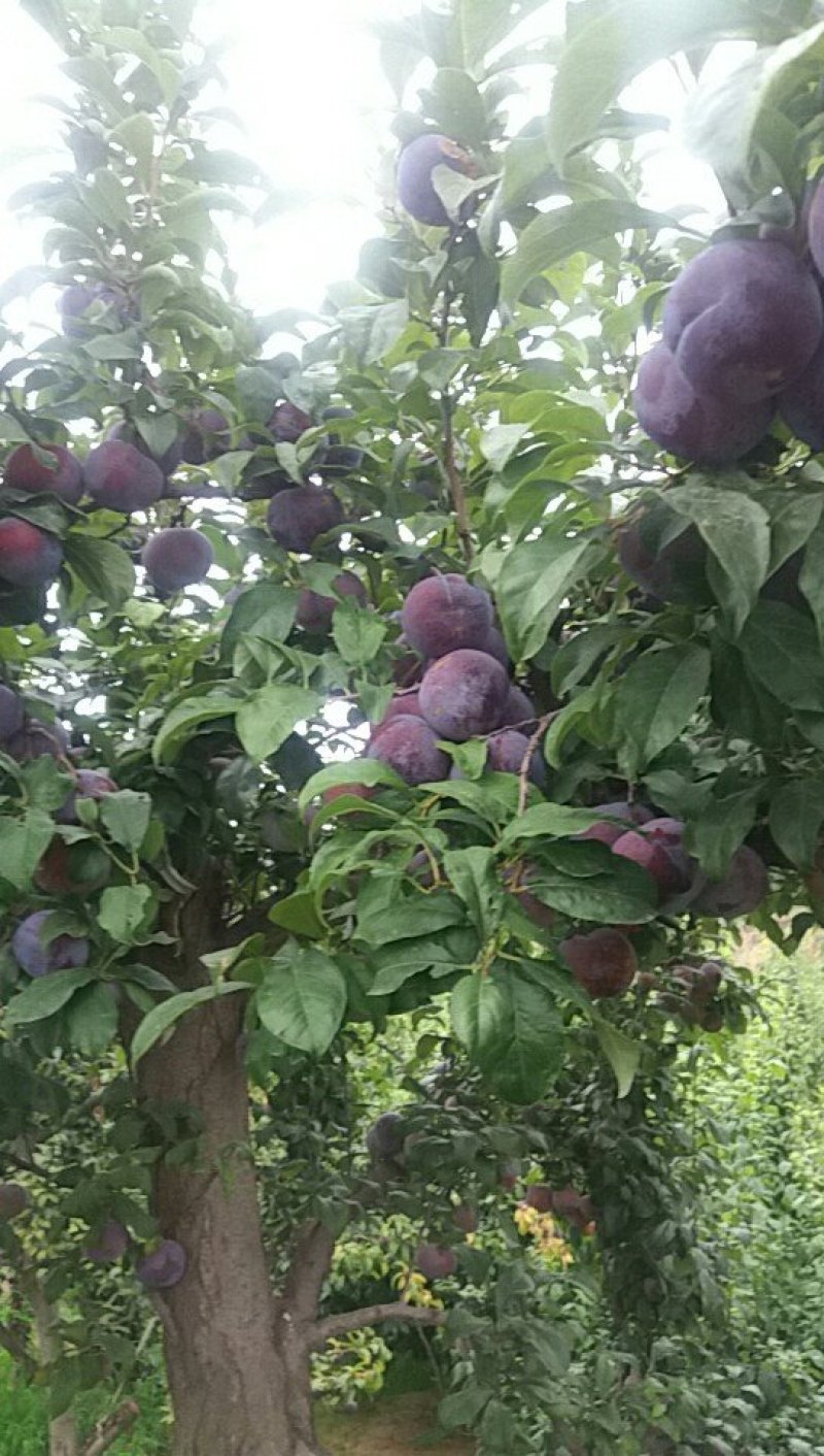 陕西黑布林李子，黑宝石李子