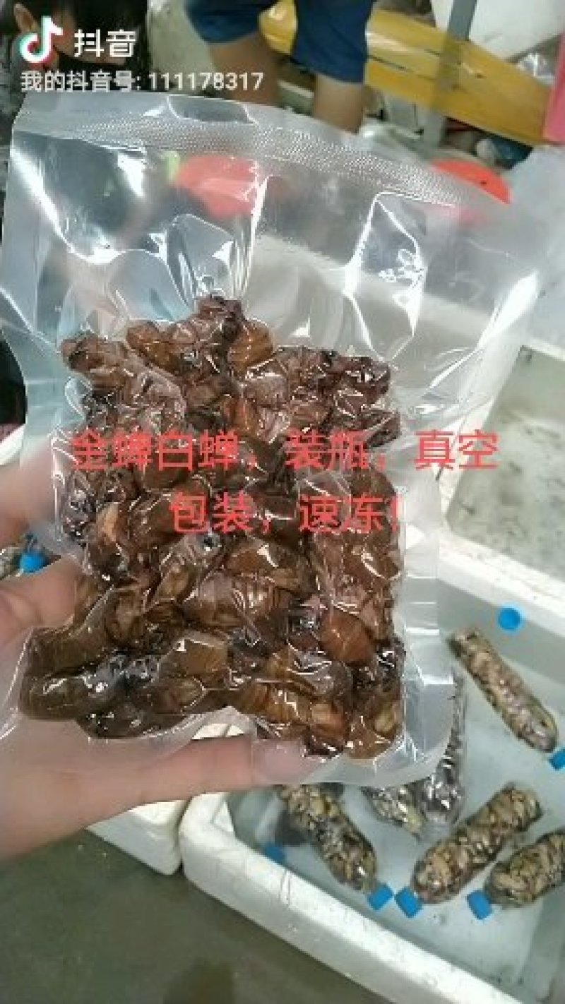 白蝉，知了猴，吗知了，爬叉，銀蝉，活体速冻，瓶装一瓶五十