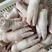 【降价啦】国产新鲜猪蹄猪脚优质前蹄品质保证货源稳定