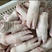 【降价啦】国产新鲜猪蹄猪脚优质前蹄品质保证货源稳定