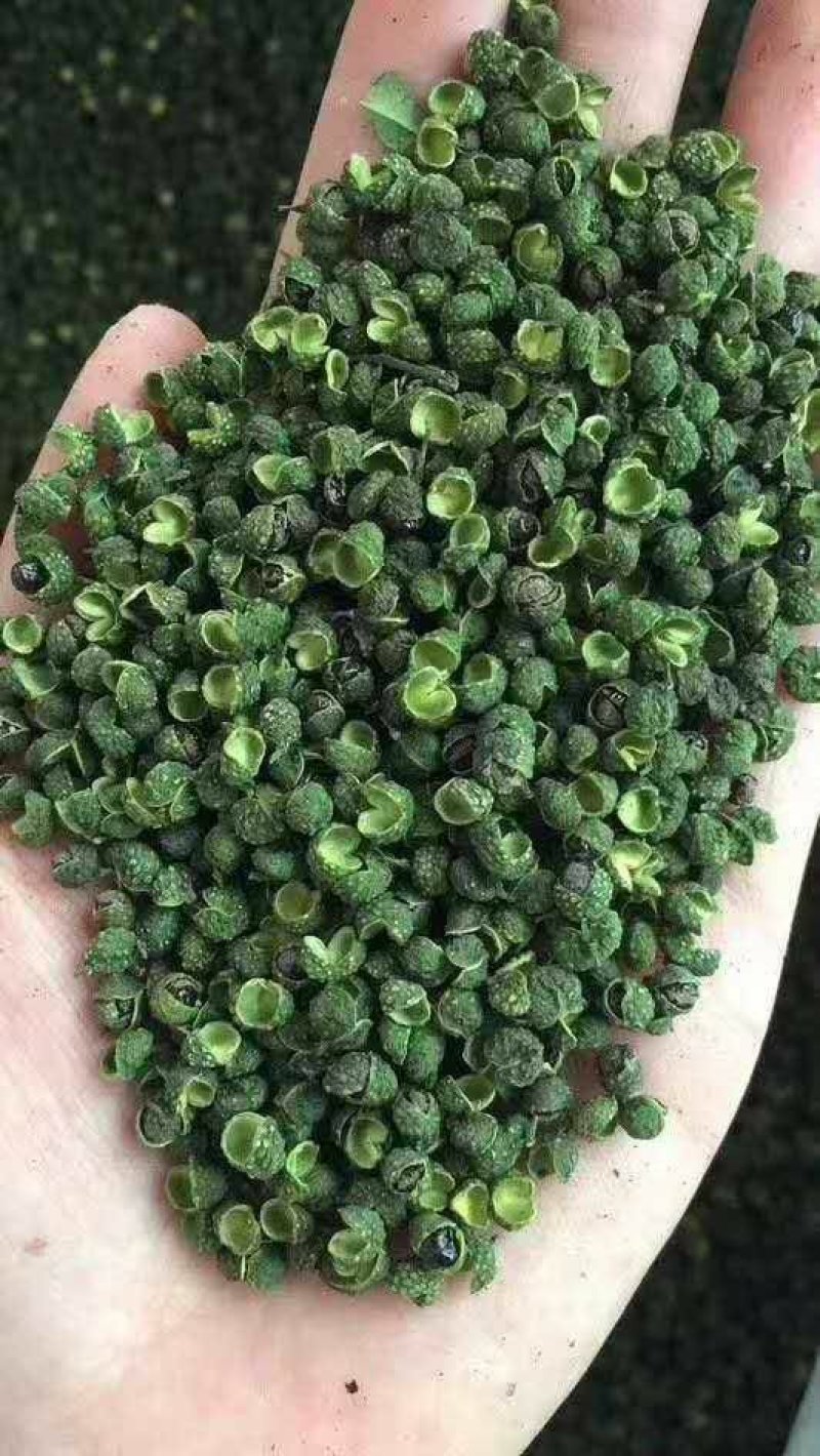重庆新货/青麻椒/特麻/颗颗精选/开口率高/可对接商超
