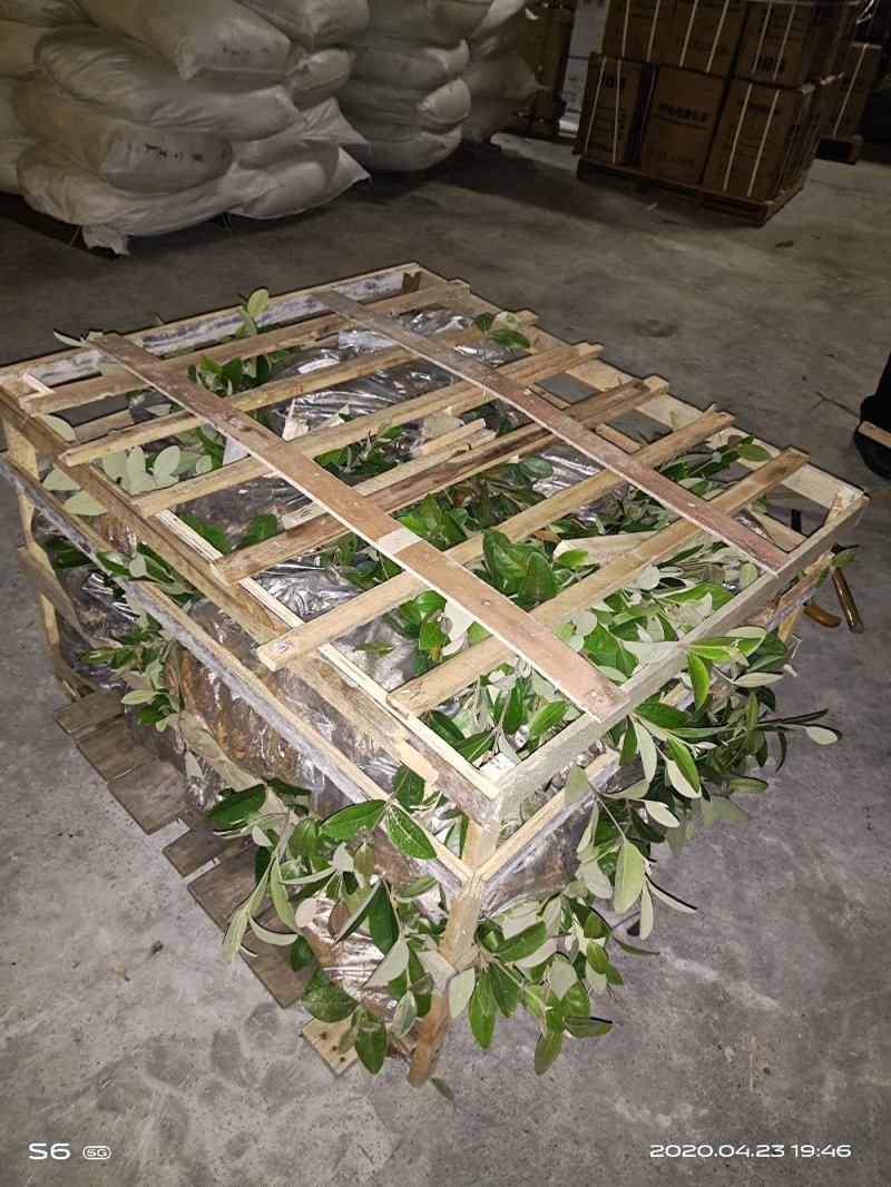 特色水果桃金娘棯子苗