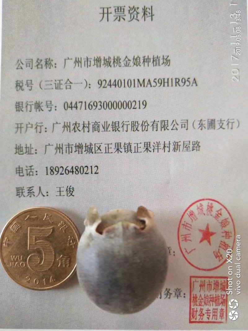 特色水果桃金娘棯子苗