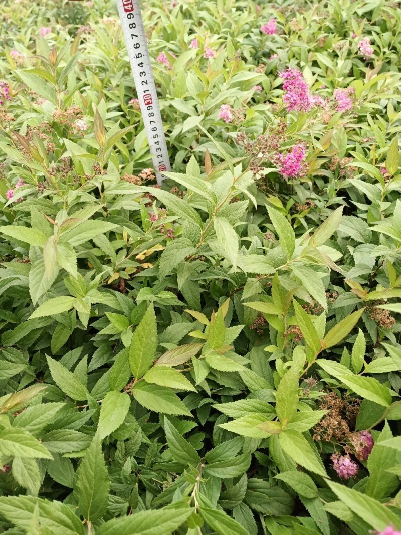 绣线菊绣线菊种植销售粉花绣线菊一手货源