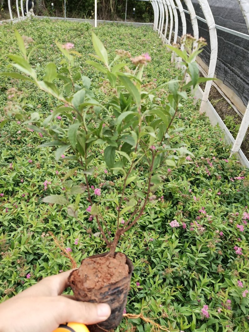 绣线菊绣线菊种植销售粉花绣线菊一手货源
