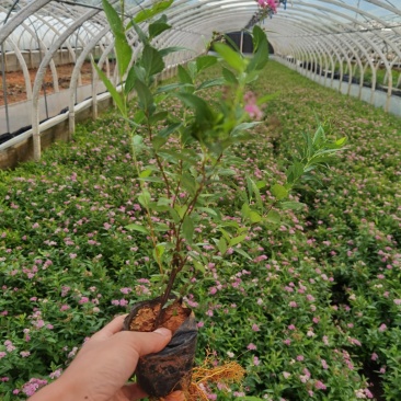 绣线菊绣线菊种植销售粉花绣线菊一手货源