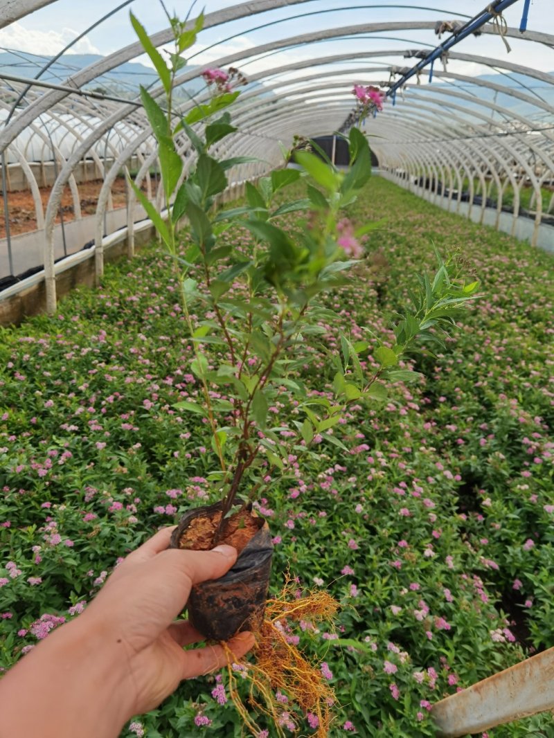 绣线菊绣线菊种植销售粉花绣线菊一手货源