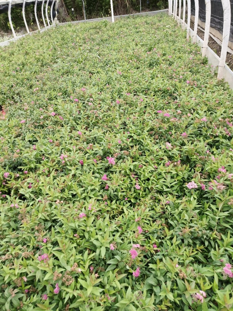 绣线菊绣线菊种植销售粉花绣线菊一手货源